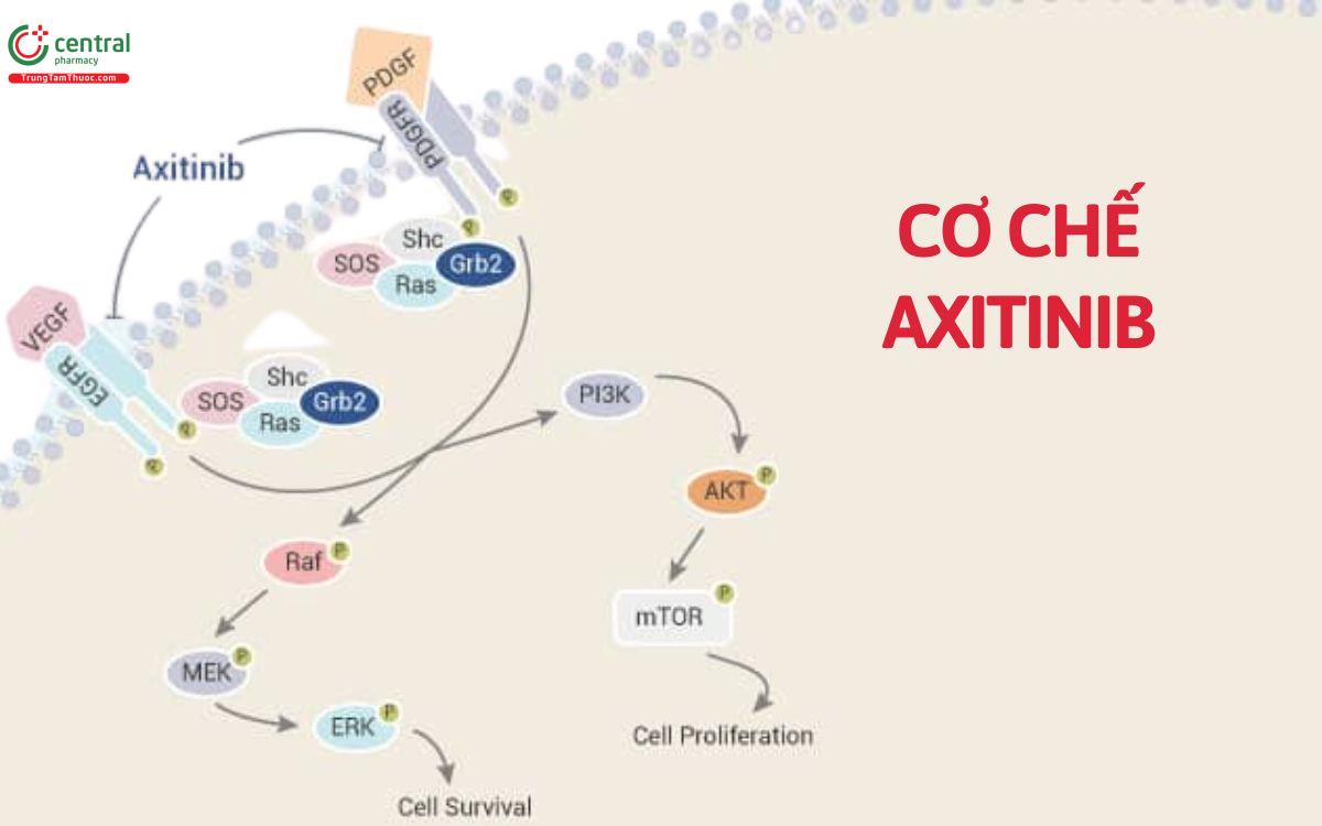 Cơ chế Axitinib