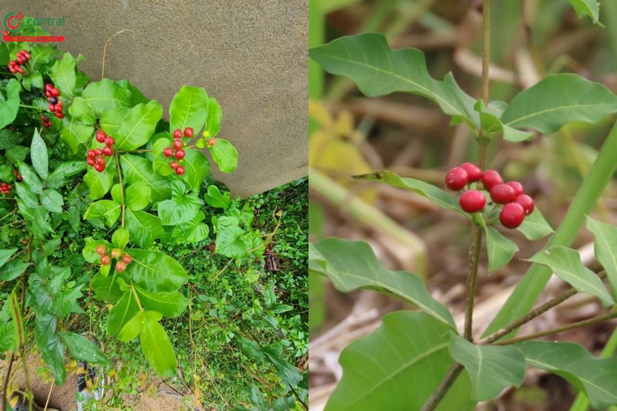 Ba gạc bốn lá