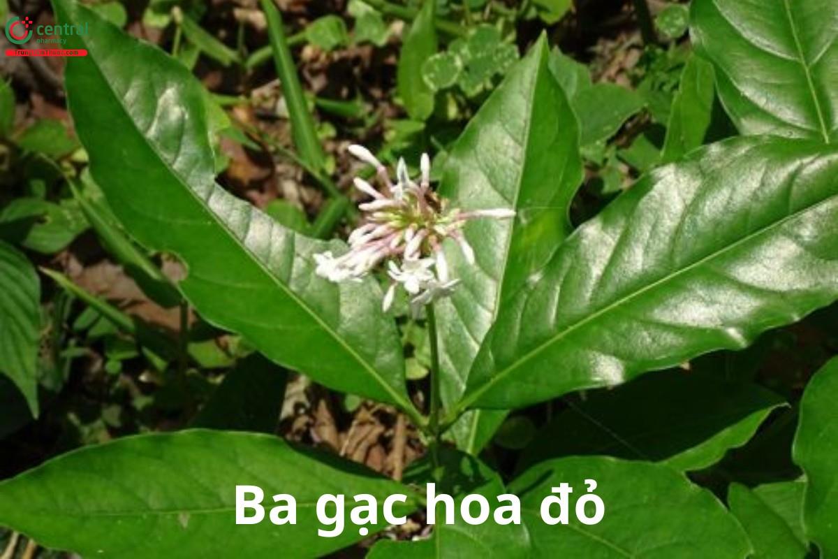 Ba gạc hoa đỏ