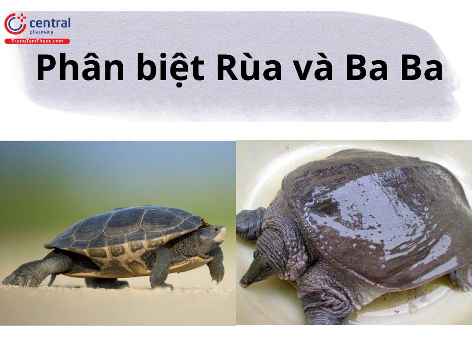 Phân biệt Rùa và Ba ba