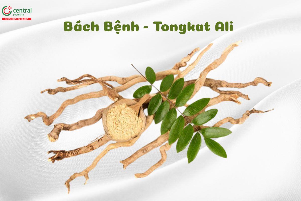 Tongkat ali - vị thuốc quý cho các đấng mày râu