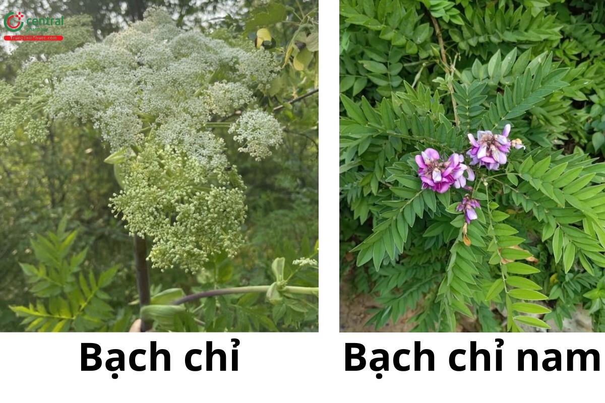 Phân biệt Bạch chỉ và Bạch chỉ nam