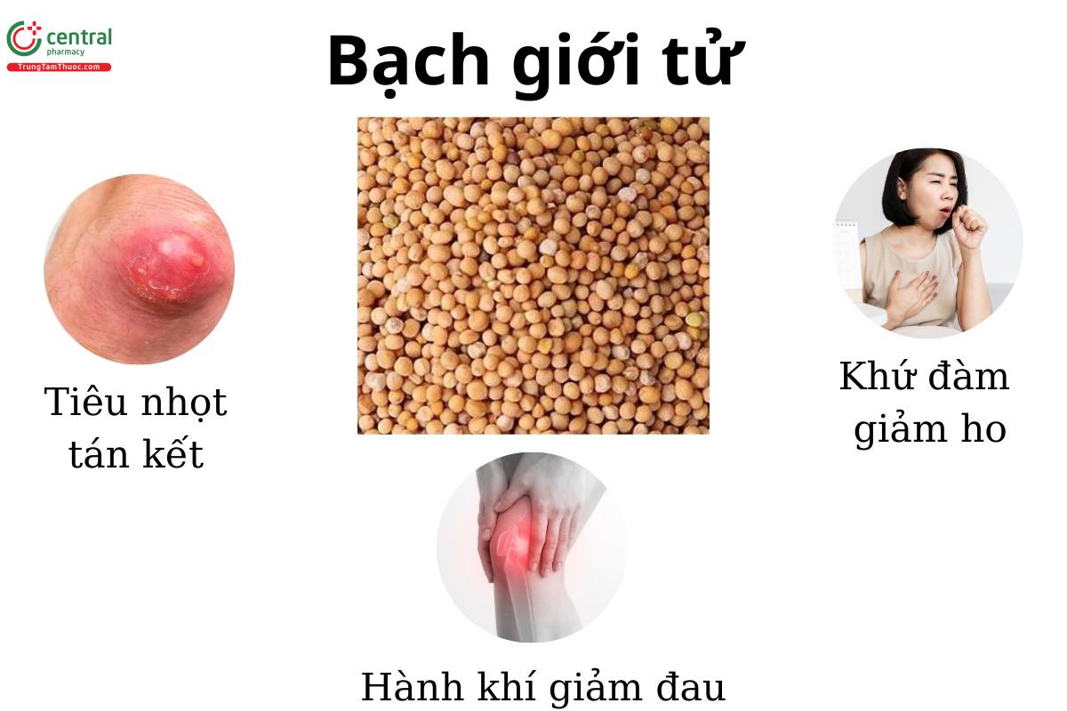 Bạch giới tử