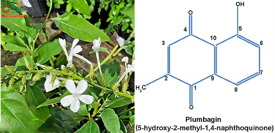 Plumbagin - Thành phần hóa thực vật chính trong Bạch hoa xà