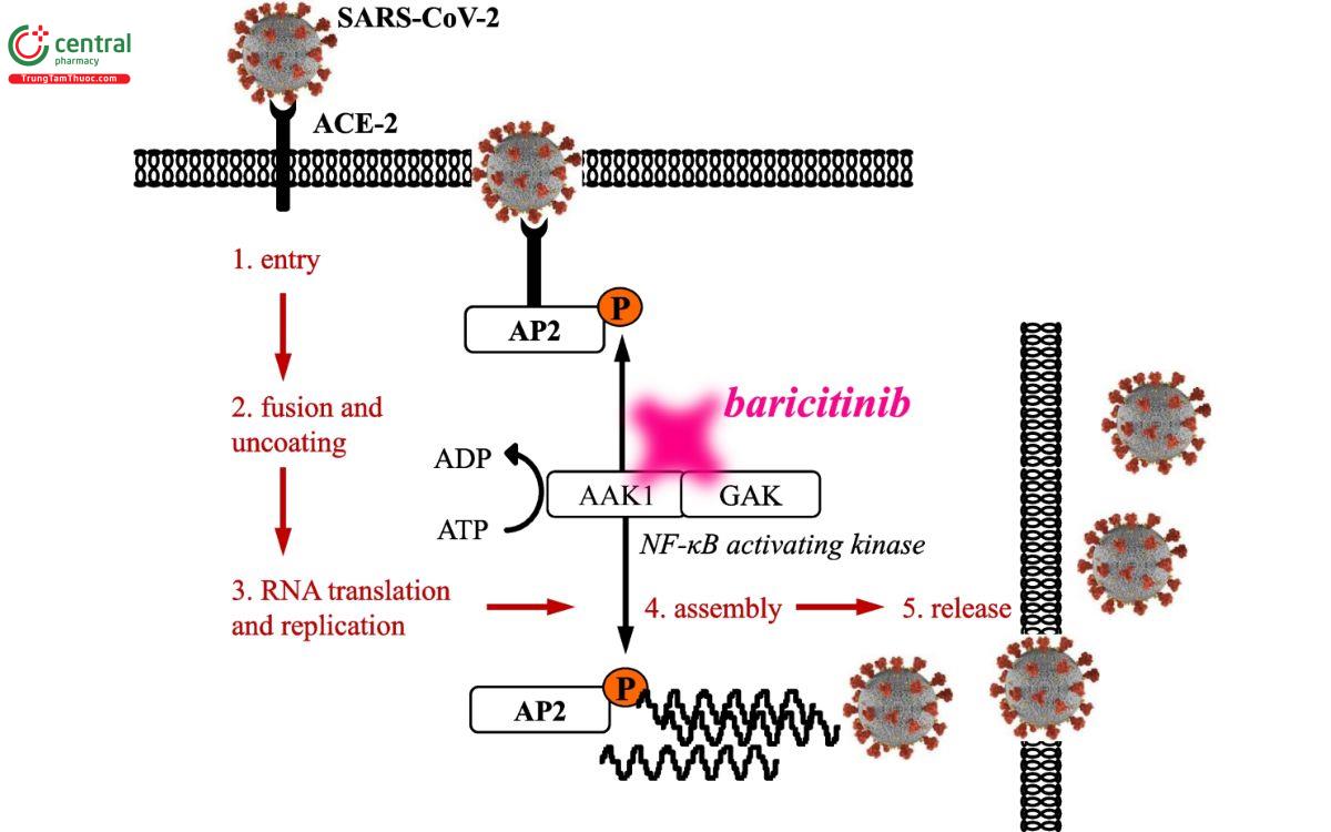 Cơ chế điều trị Covid-19 của Baricitinib