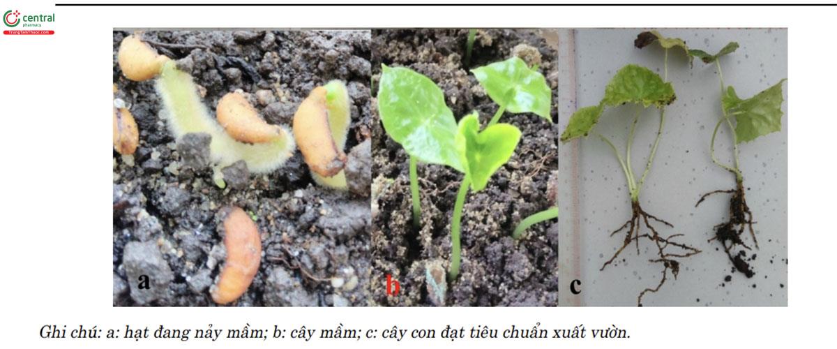 Sự nảy mầm của Bát giác liên