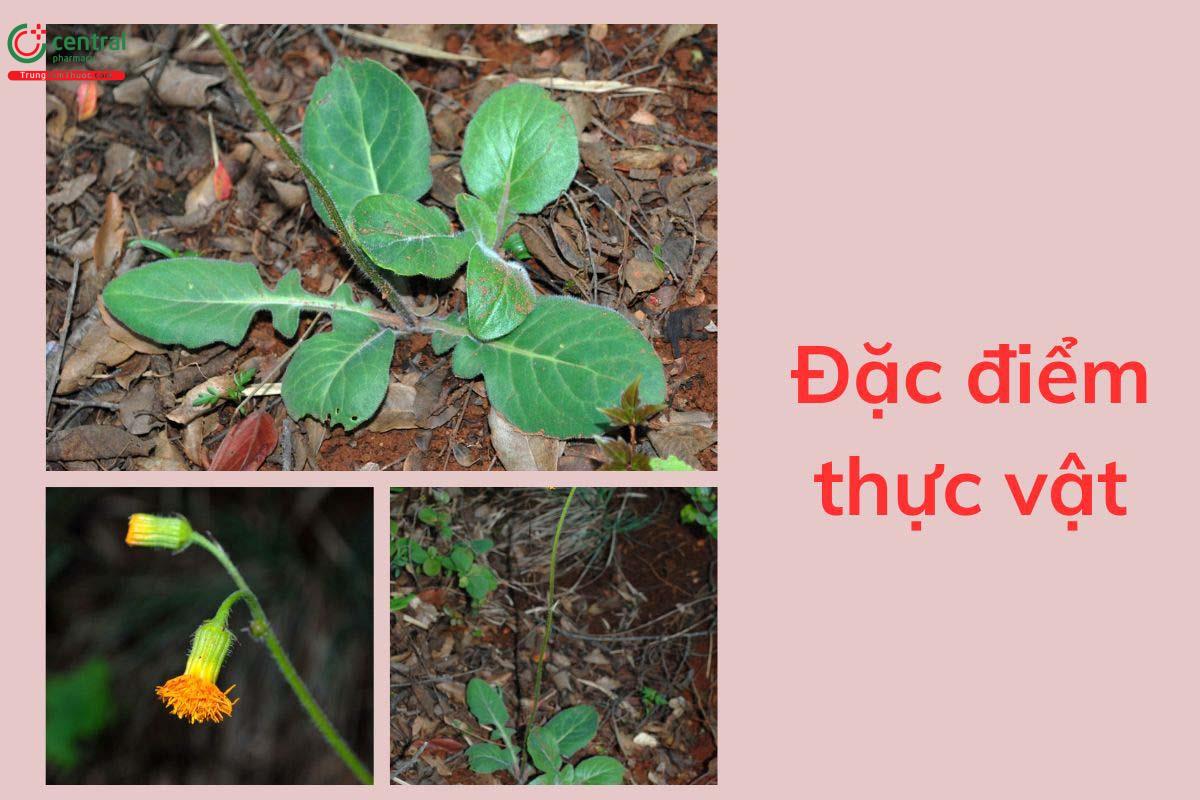 Đặc điểm thực vật