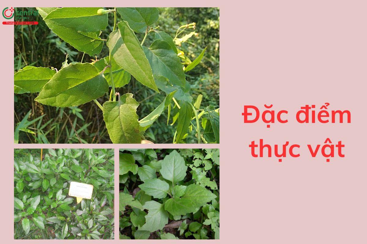Đặc điểm thực vật