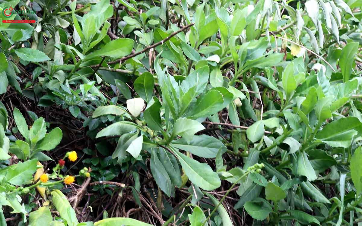 Cây kim thất tai trị bệnh gì?