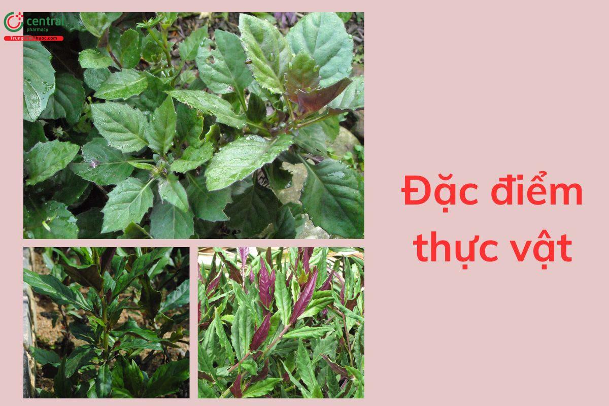Đặc điểm thực vật