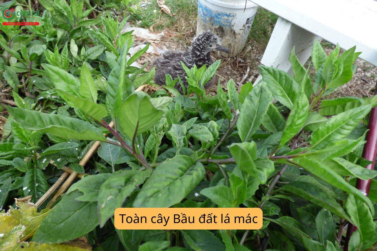 Thành phần hóa học