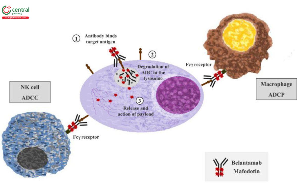 Cơ chế Belantamab mafodotin