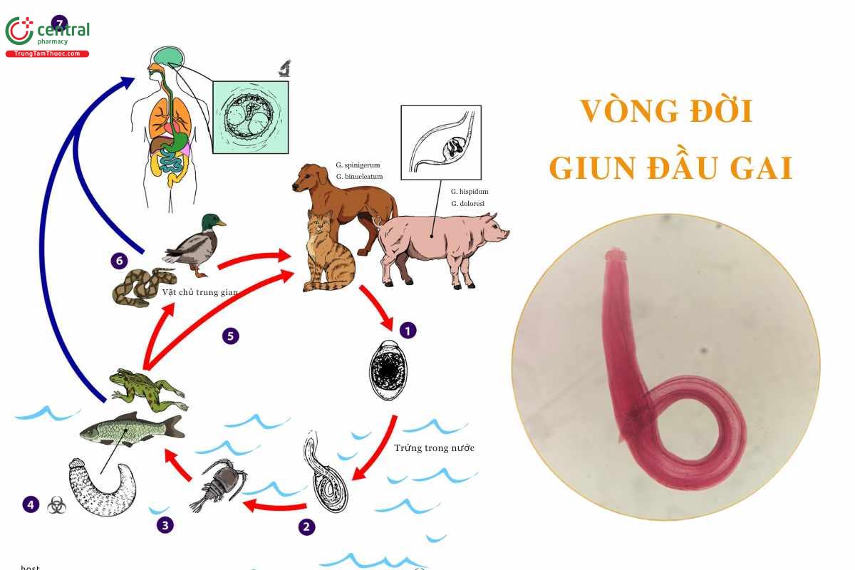 Vòng đời phát triển của giun đầu gai