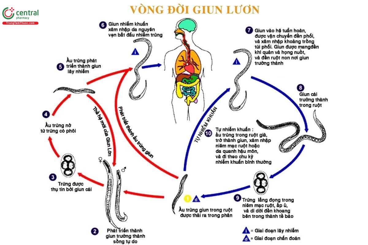 Vòng đời giun lươn