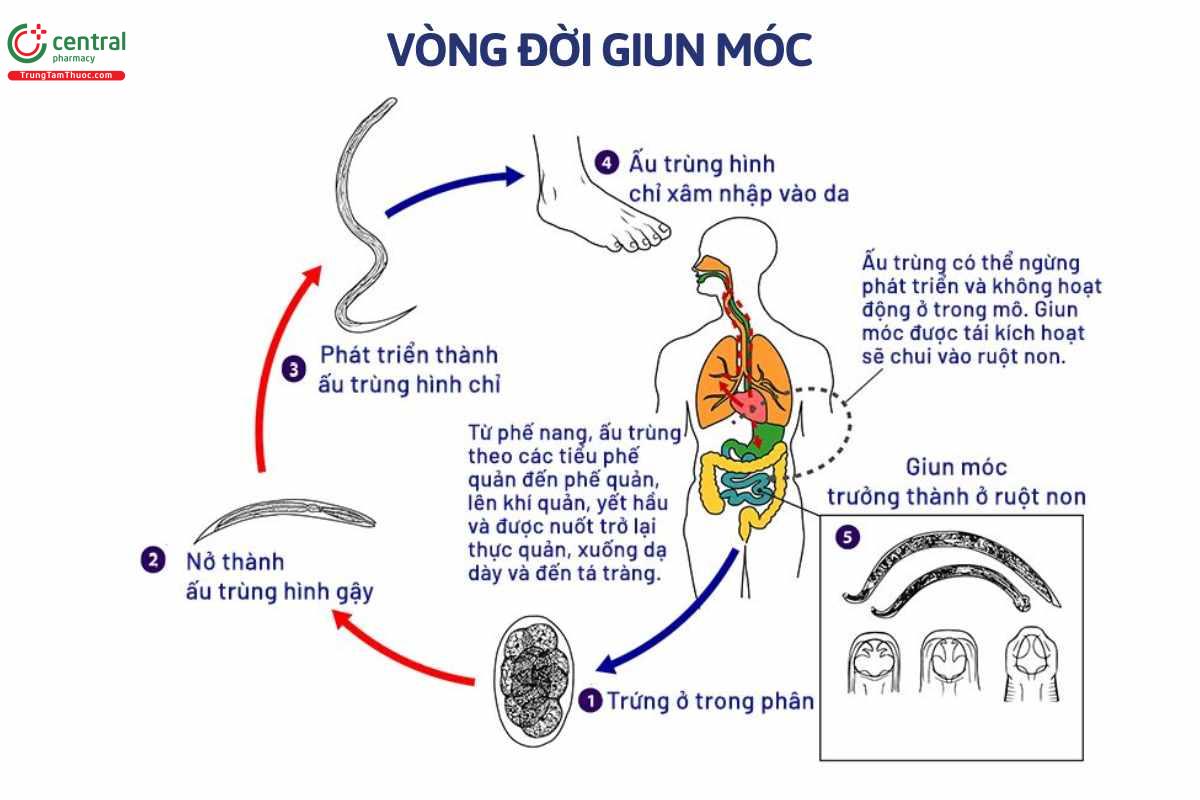 Vòng đời của giun móc