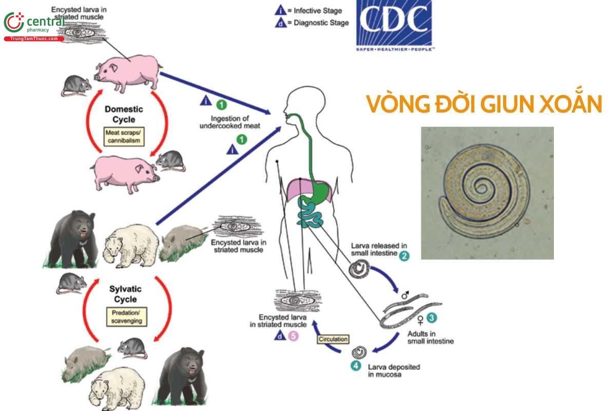 Vòng đời của giun xoắn