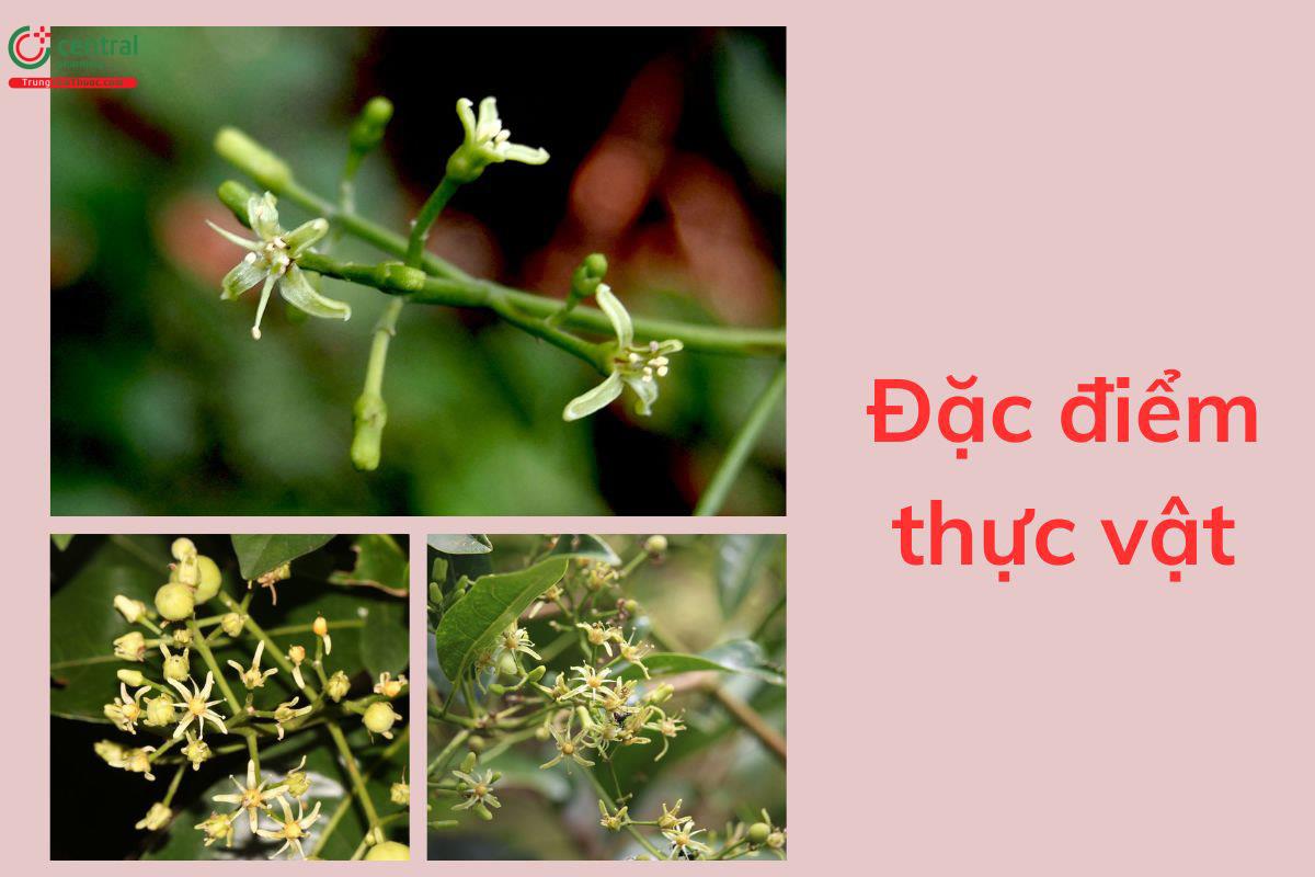 Đặc điểm thực vật