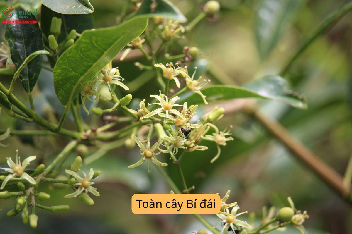 Đặc điểm phân bố
