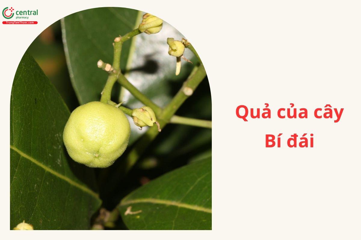 Thành phần hóa học