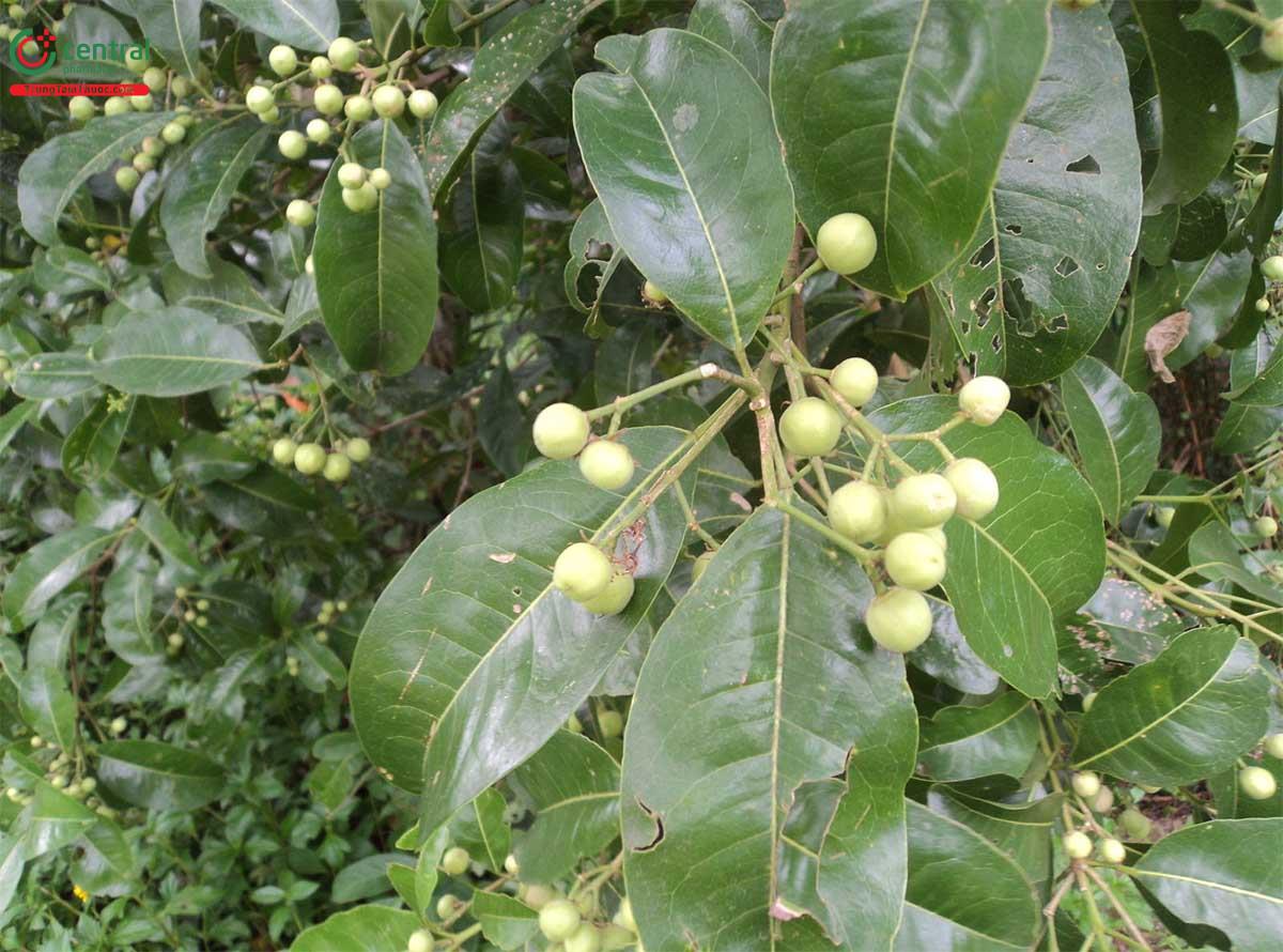 Tác dụng của cây Bí đái