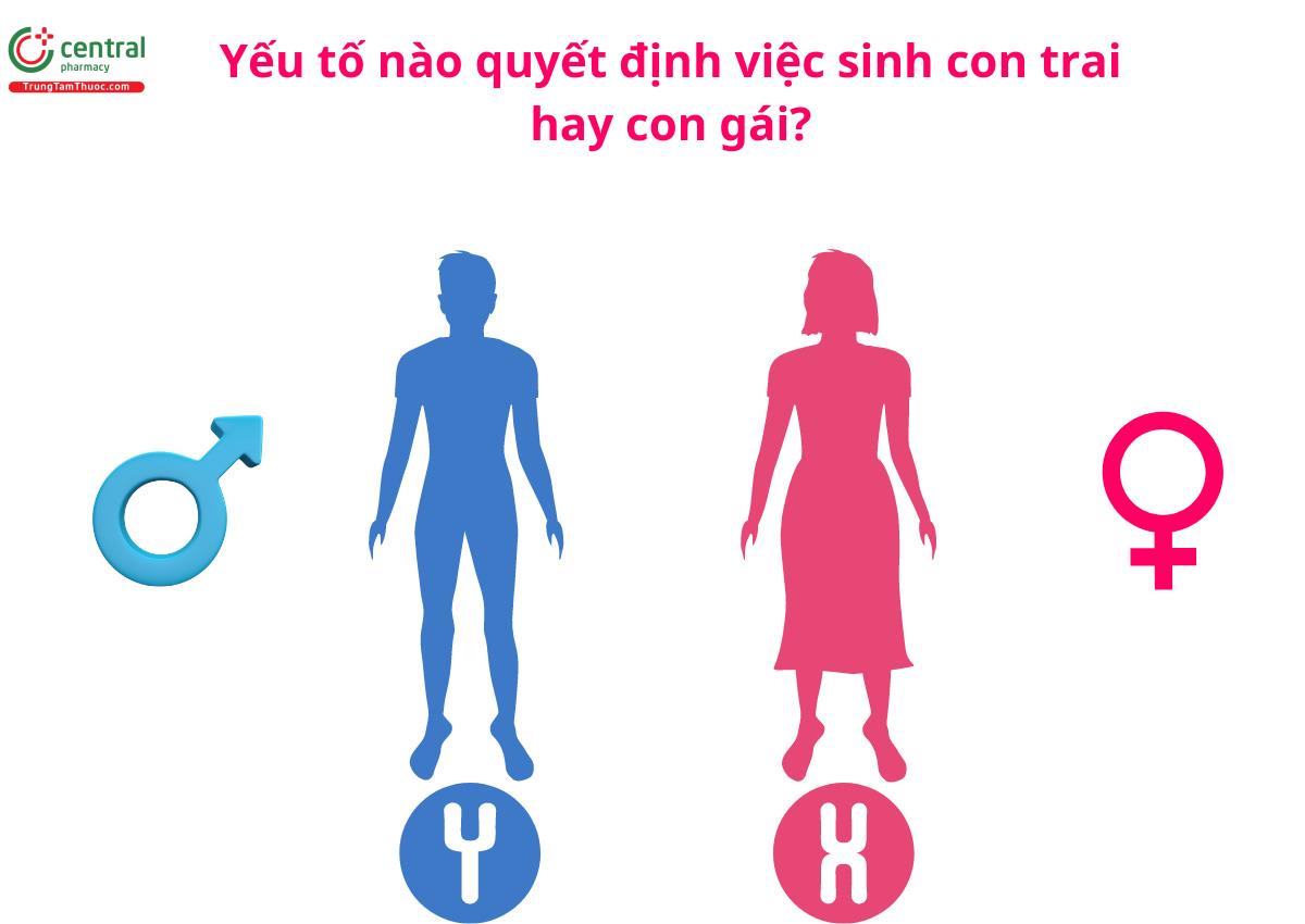 Yếu tố nào quyết định việc sinh con trai hay con gái?