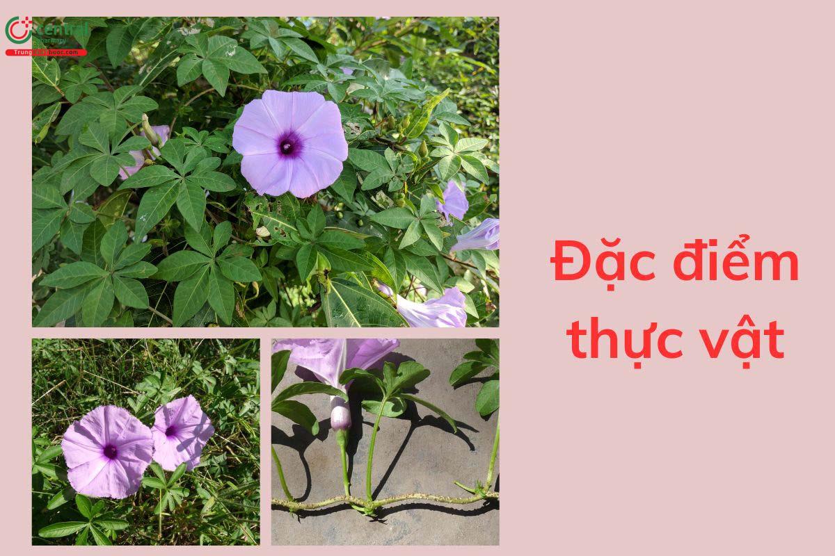 Đặc điểm thực vật