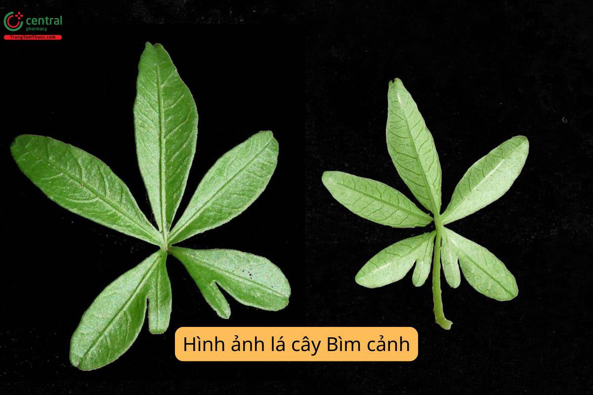 Đặc điểm phân bố