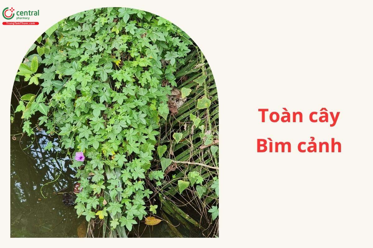 Tác dụng của cây Bìm cảnh