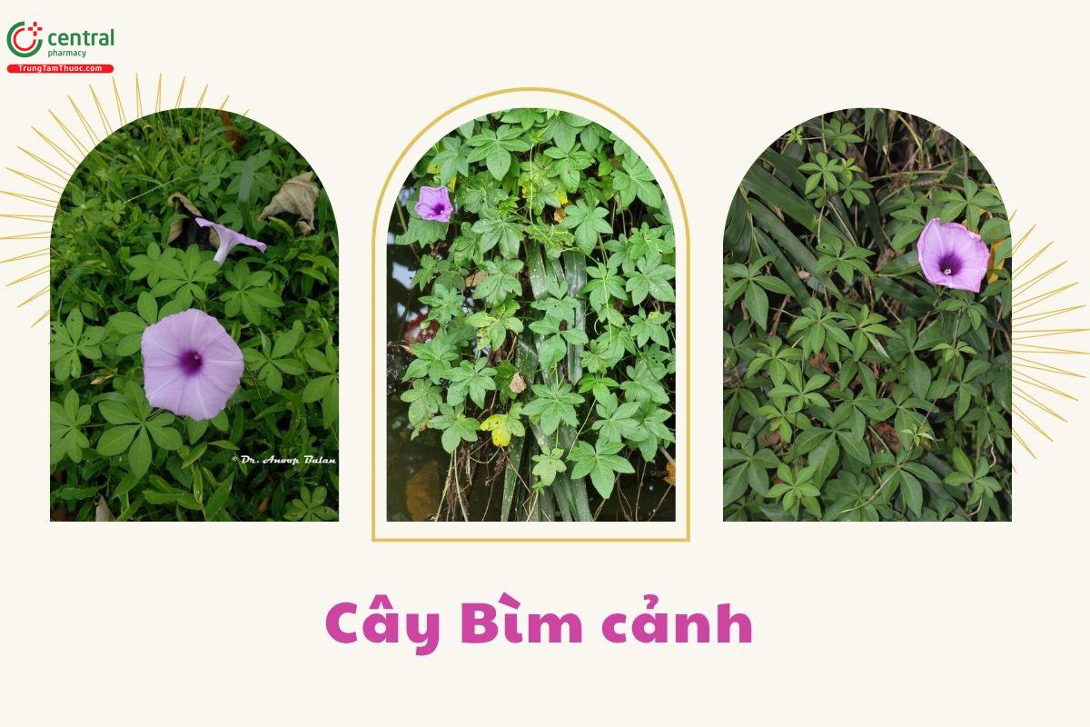 Công dụng theo Y học cổ truyền