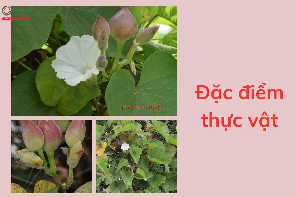 Đặc điểm thực vật