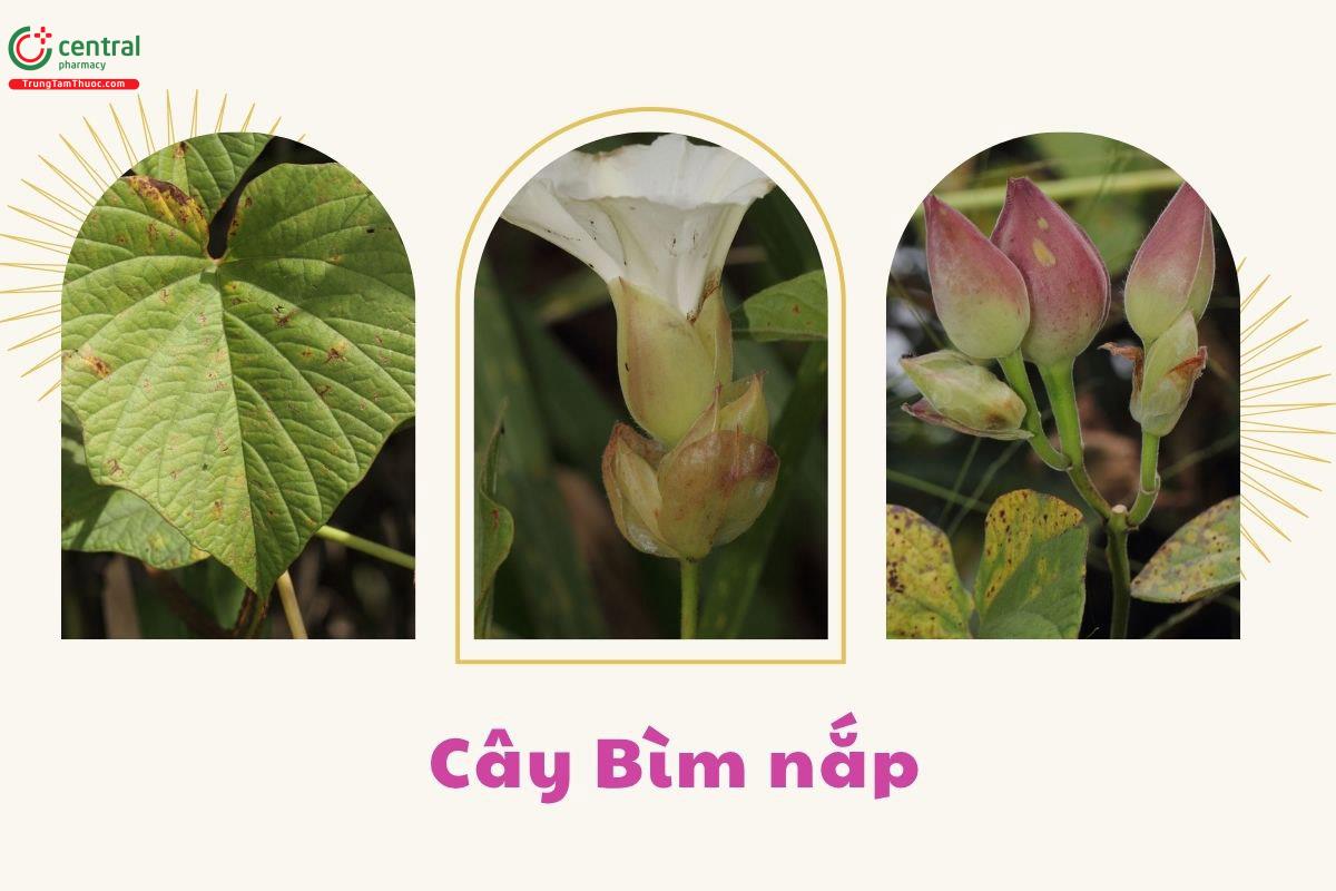 Thu hái và chế biến