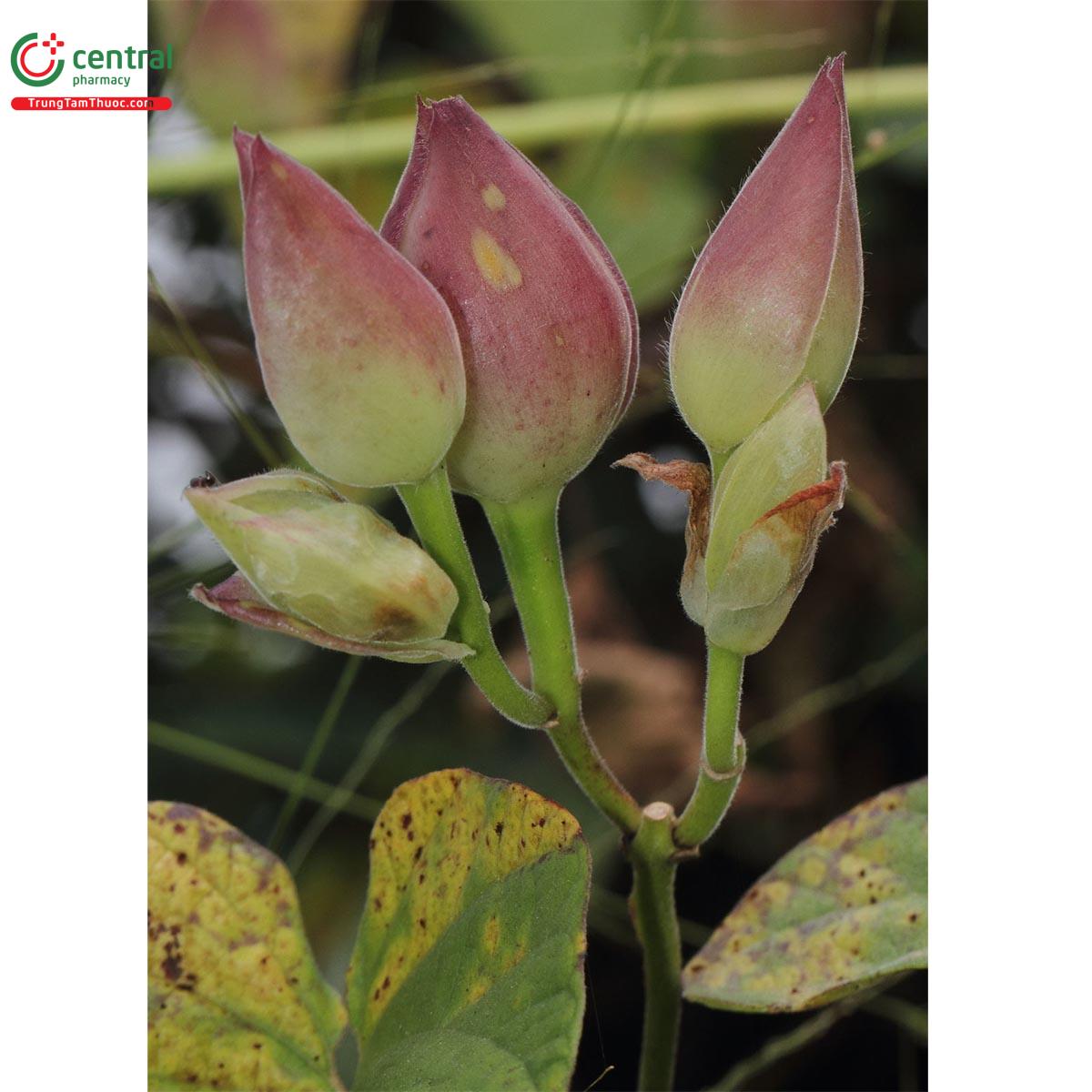 Tác dụng của cây Bìm nắp