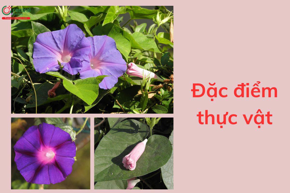 Đặc điểm thực vật