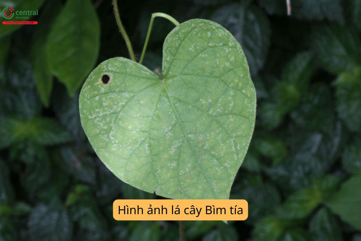 Tác dụng của cây Bìm tía