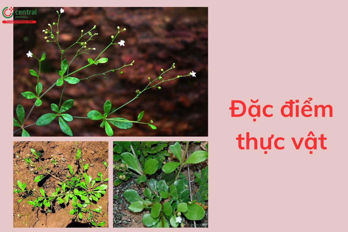 Đặc điểm thực vật
