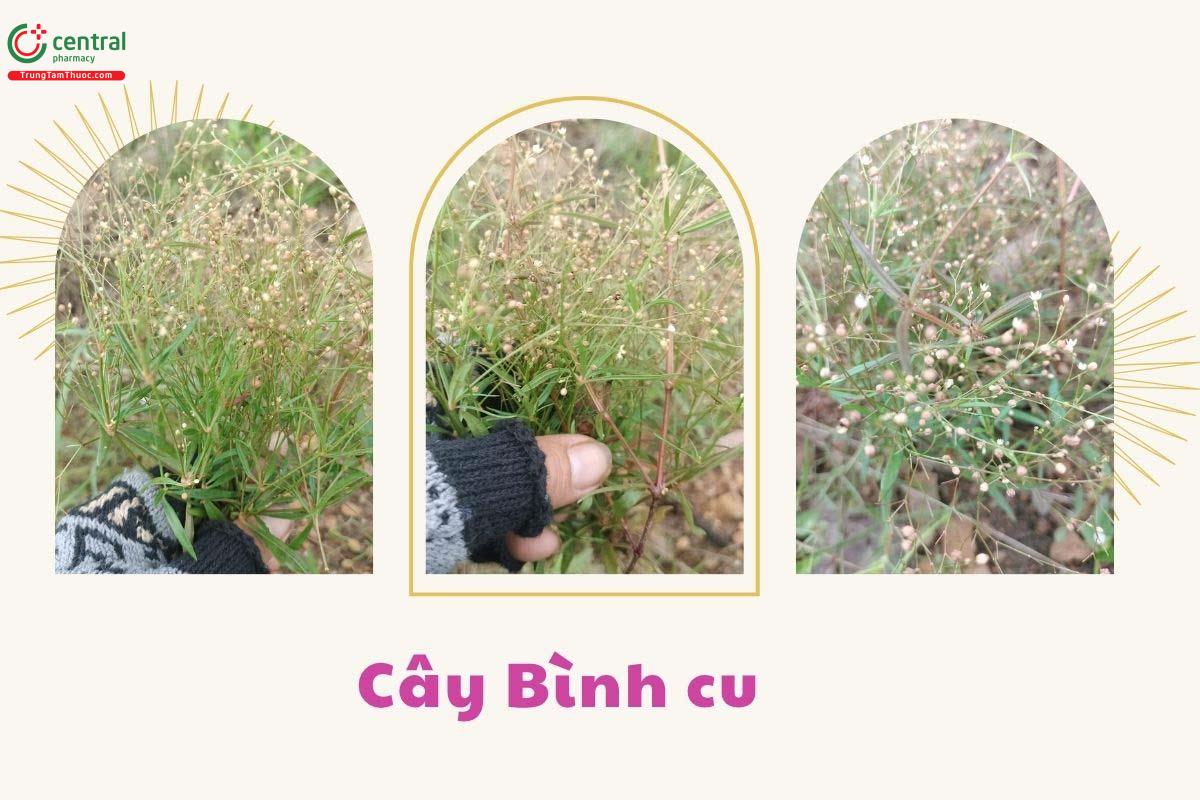 Công dụng theo Y học cổ truyền