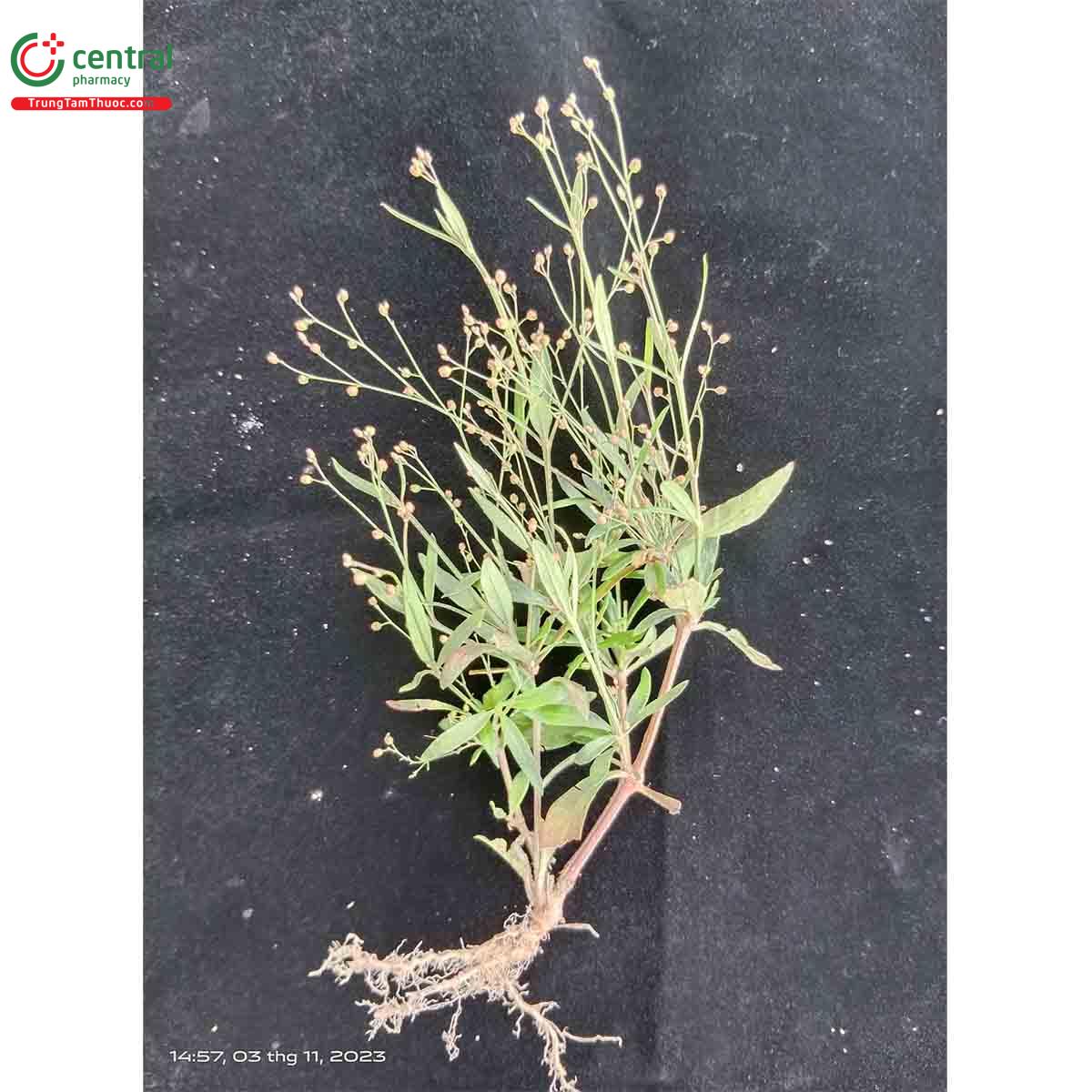 Tác dụng của cây Bình cu