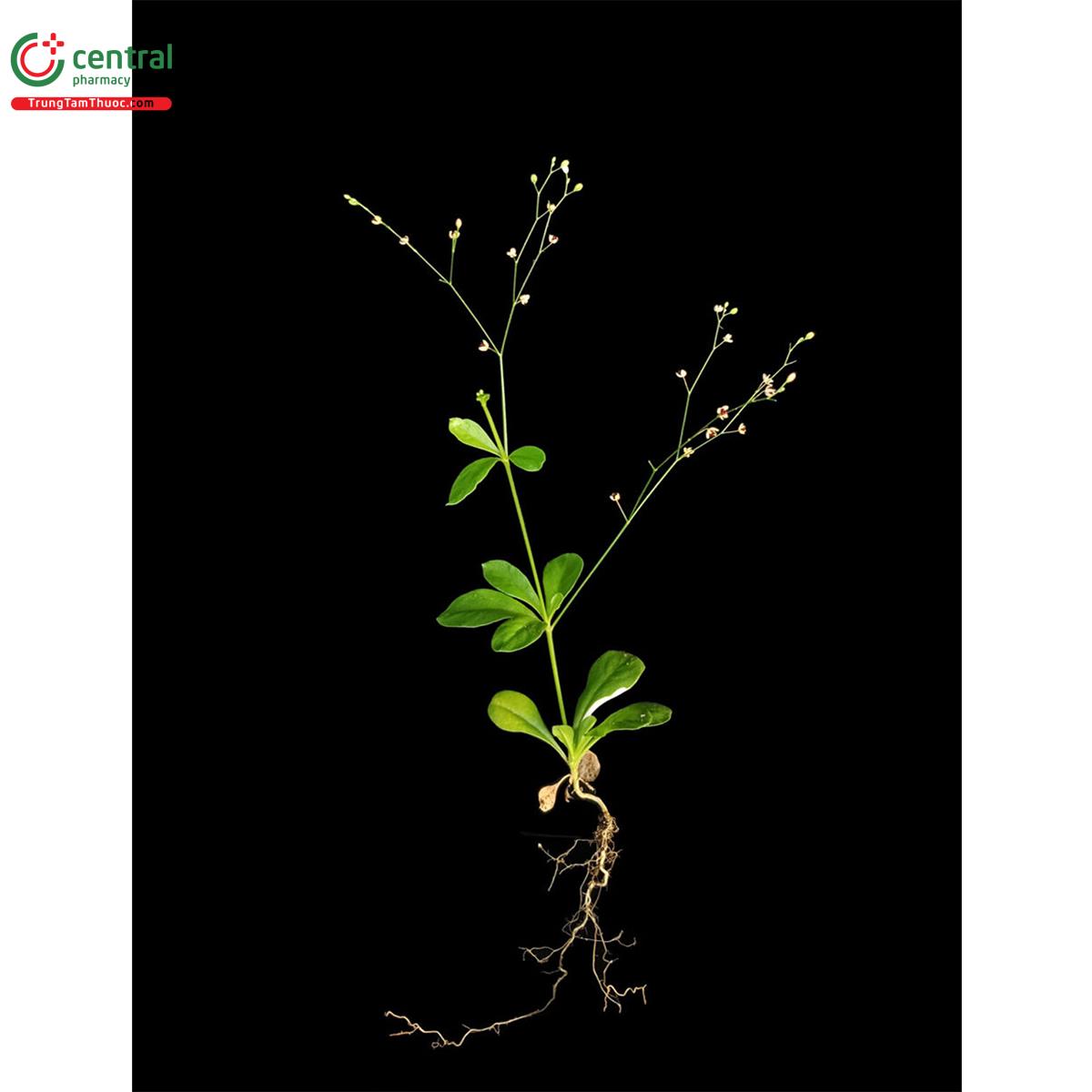 Đặc điểm phân bố