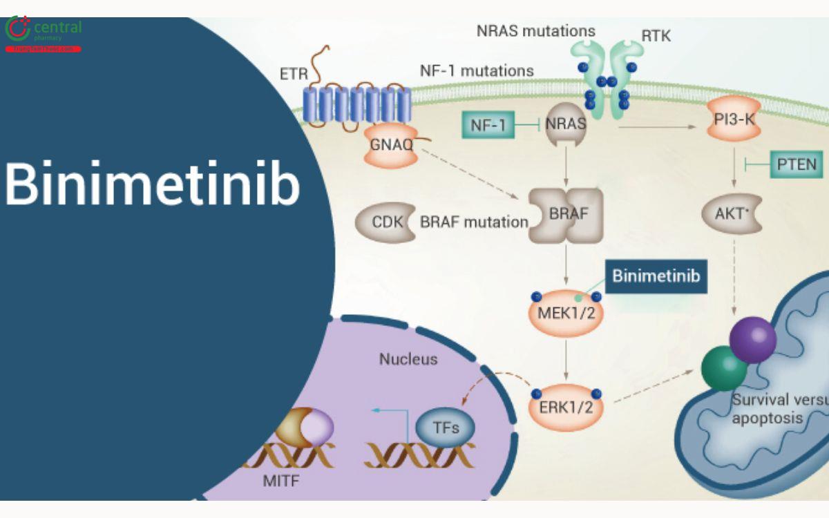 Cơ chế Binimetinib
