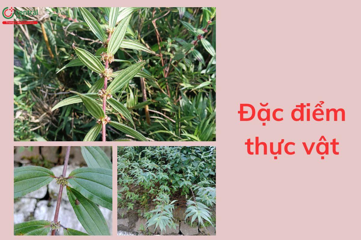 Đặc điểm thực vật