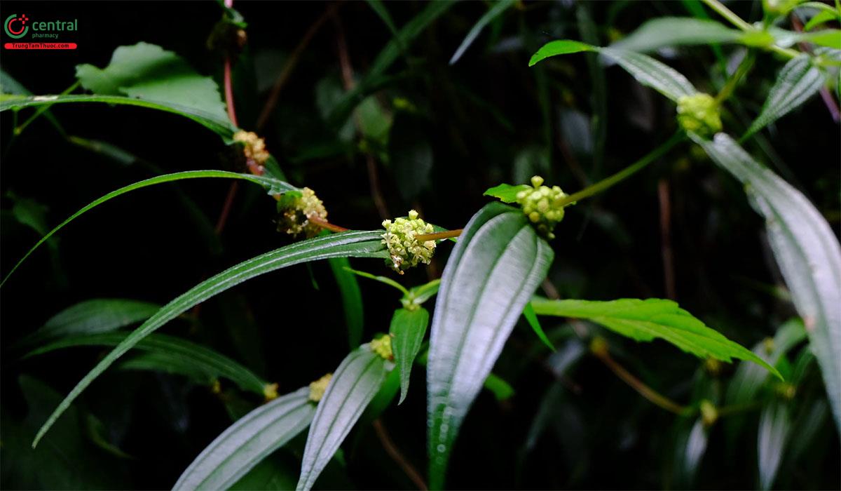 Thành phần hóa học