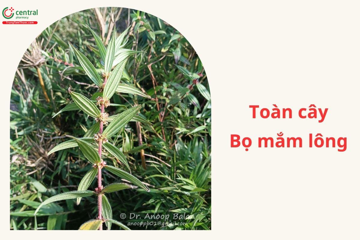 Thu hái và chế biến