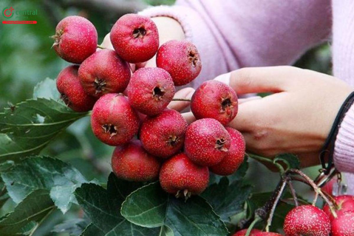 Thu hái Sơn tra chín để làm dược liệu