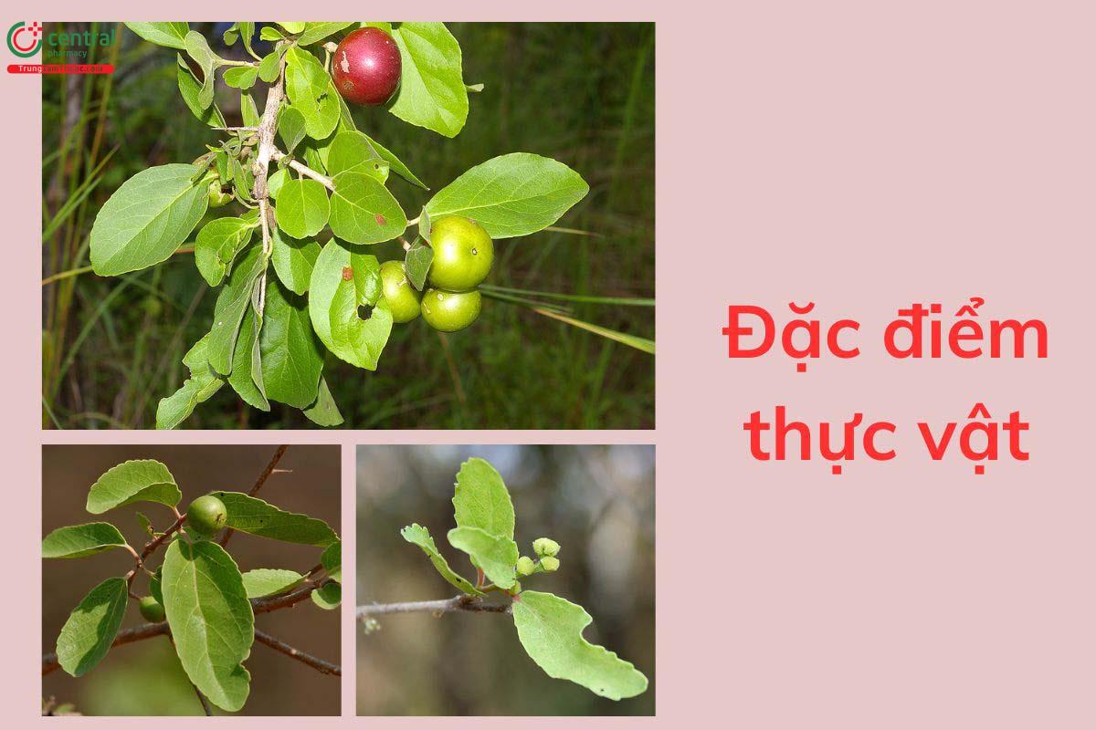 Đặc điểm thực vật
