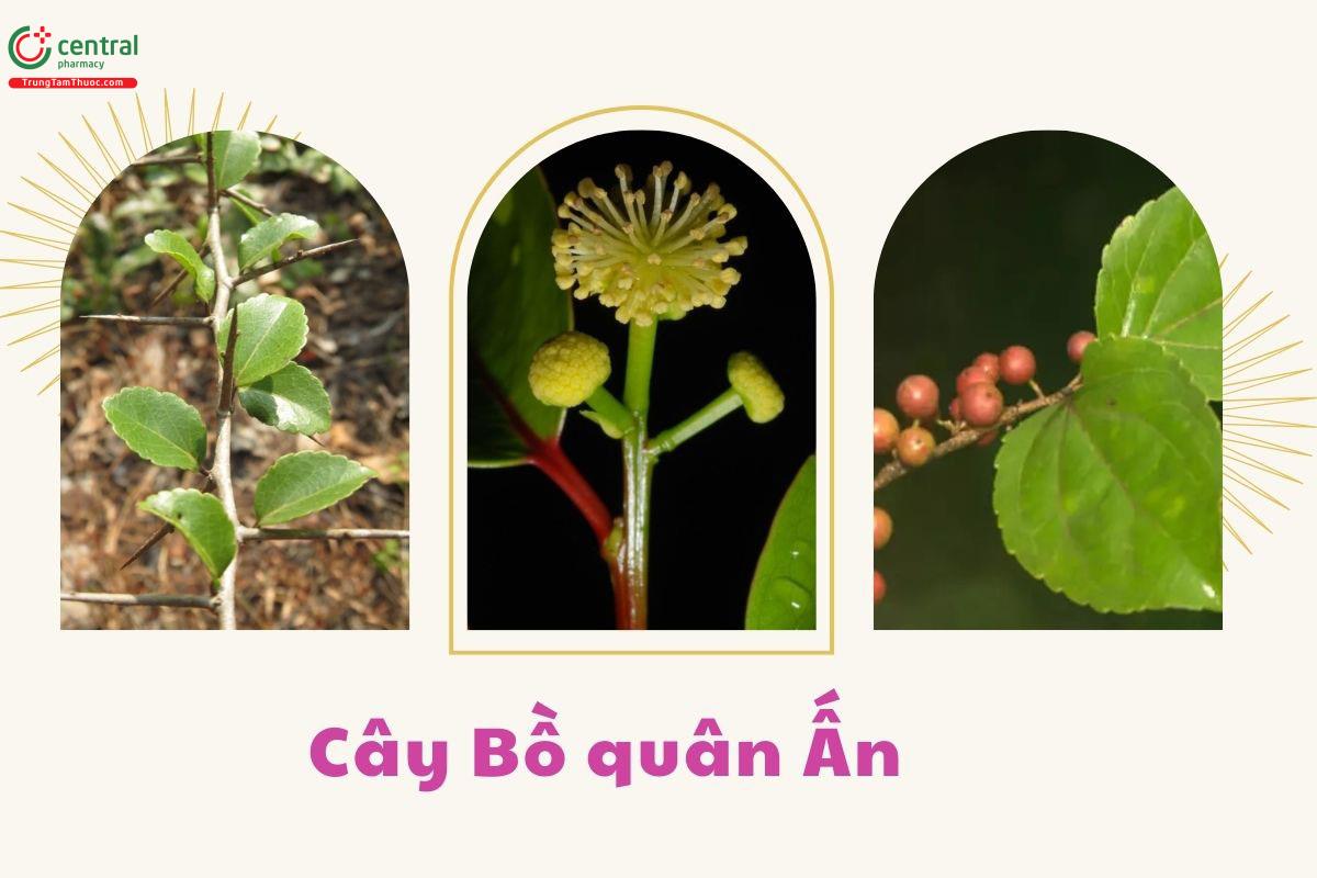 Thu hái và chế biến