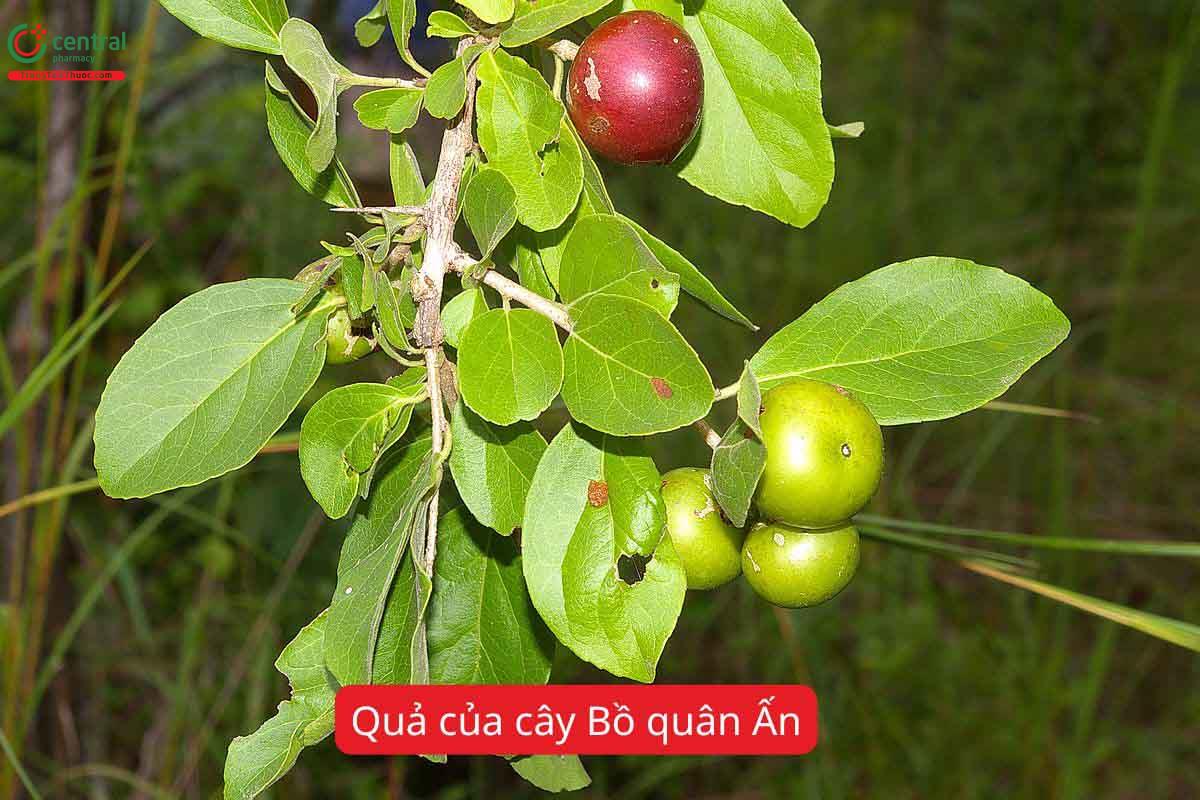 Thành phần hóa học