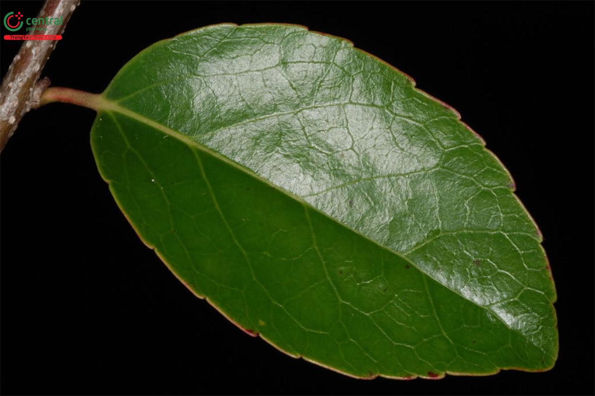 Lá cây Bồ quân Ấn