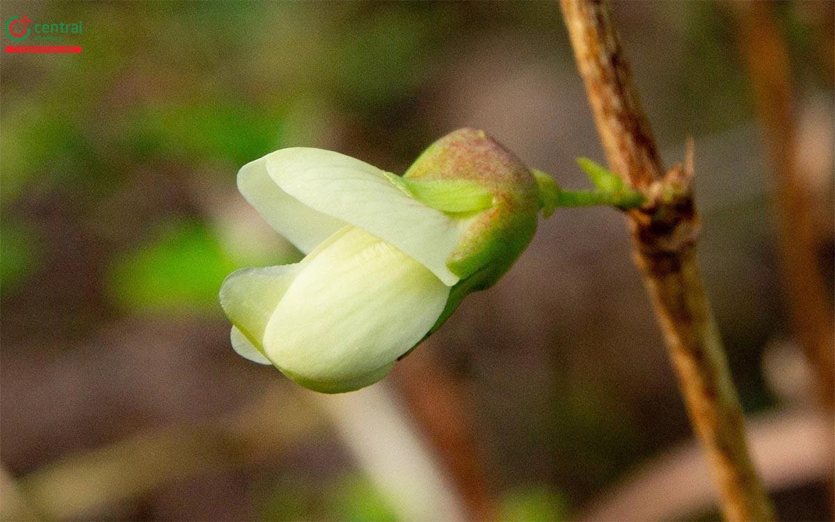 Hoa của cây Bồn bồn