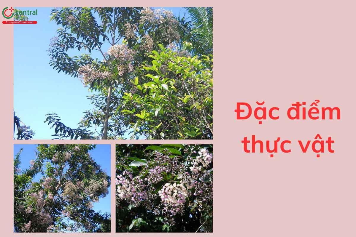 Đặc điểm thực vật