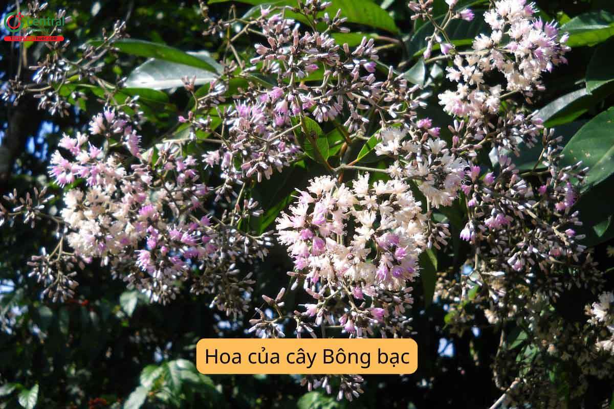 Thu hái và chế biến